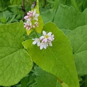 Photographie n°2339414 du taxon Fagopyrum esculentum Moench [1794]
