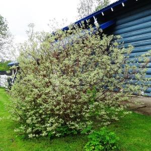 Photographie n°2339483 du taxon Elaeagnus x submacrophylla Servett. [1908]