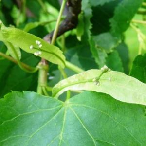 Photographie n°2339499 du taxon Tilia cordata Mill. [1768]