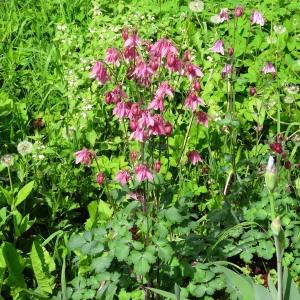 Photographie n°2339502 du taxon Aquilegia vulgaris L. [1753]