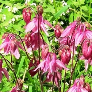 Photographie n°2339503 du taxon Aquilegia vulgaris L. [1753]