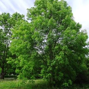 Photographie n°2339516 du taxon Fraxinus excelsior L. [1753]