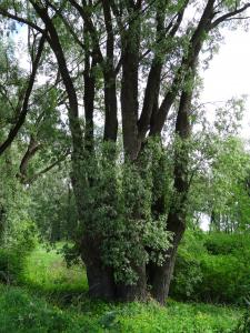 Alain Bigou, le 26 mai 2019 (Великий Новгород (Veliki Novgorod))