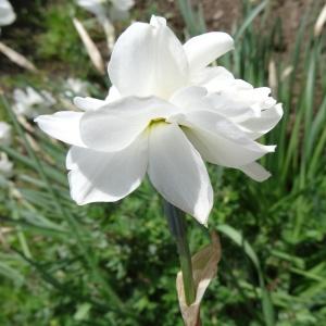 Photographie n°2339561 du taxon Narcissus poeticus L. [1753]