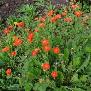 Photographie n°2339568 du taxon Geum chiloense Balb. ex Ser. [1825]