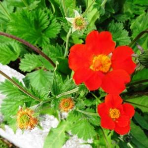 Photographie n°2339569 du taxon Geum chiloense Balb. ex Ser. [1825]