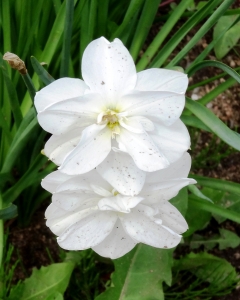 Alain Bigou, le 26 mai 2019 (Сырков (Veliki Novgorod))