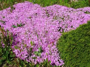Alain Bigou, le 26 mai 2019 (Сырков (Veliki Novgorod))