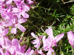 Alain Bigou, le 26 mai 2019 (Сырков (Veliki Novgorod))