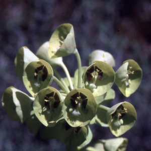 Photographie n°2339582 du taxon Euphorbia characias L.