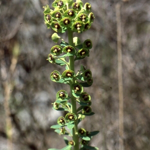 Photographie n°2339586 du taxon Euphorbia characias L.