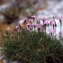  Liliane Roubaudi - Dianthus pungens L. [1771]