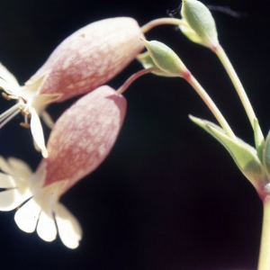 Photographie n°2339592 du taxon Silene uniflora subsp. thorei (Dufour) Jalás [1984]
