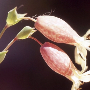 Photographie n°2339593 du taxon Silene uniflora subsp. thorei (Dufour) Jalás [1984]