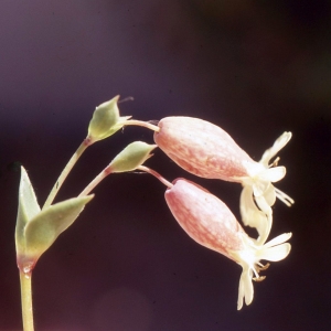 Photographie n°2339595 du taxon Silene uniflora subsp. thorei (Dufour) Jalás [1984]