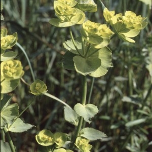 Photographie n°2339603 du taxon Euphorbia serrata L. [1753]