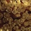  Liliane Roubaudi - Cytinus hypocistis (L.) L. [1767]
