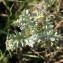  Sylvain Piry - Artemisia caerulescens subsp. gallica (Willd.) K.M.Perss. [1974]