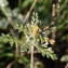  Sylvain Piry - Artemisia caerulescens subsp. gallica (Willd.) K.M.Perss. [1974]