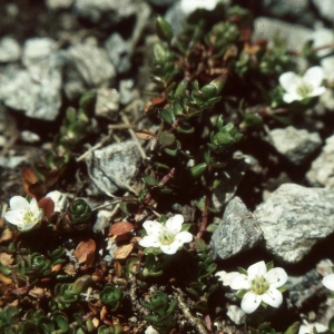 Photographie n°2339651 du taxon Arenaria biflora L. [1767]