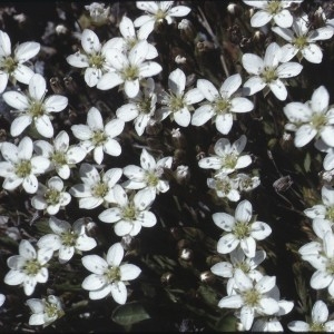 Photographie n°2339652 du taxon Arenaria biflora L. [1767]