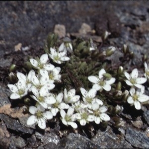 Arenaria biflora L. (Sabline à deux fleurs)