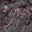  Liliane Roubaudi - Dianthus catalaunicus Pourr. ex Debeaux [1878]