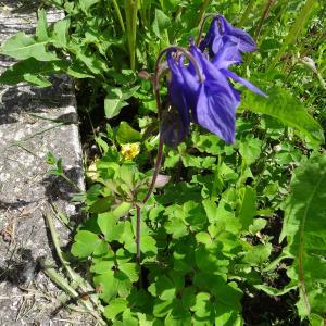 Photographie n°2339668 du taxon Aquilegia vulgaris L. [1753]