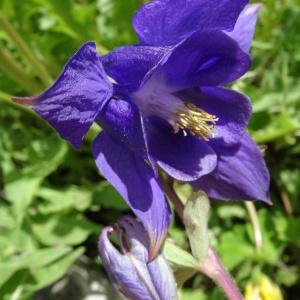 Photographie n°2339669 du taxon Aquilegia vulgaris L. [1753]