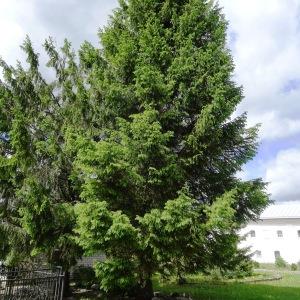 Photographie n°2339675 du taxon Picea abies (L.) H.Karst. [1881]