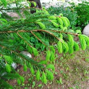 Photographie n°2339676 du taxon Picea abies (L.) H.Karst. [1881]