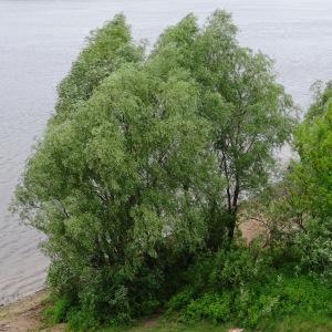 Photographie n°2339694 du taxon Salix alba L. [1753]