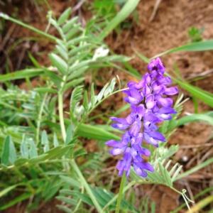 Photographie n°2339697 du taxon Vicia cracca L. [1753]