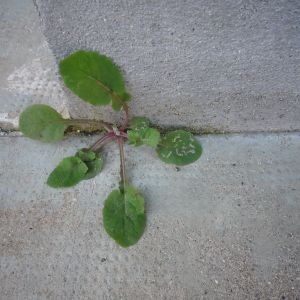 Photographie n°2339714 du taxon Sonchus oleraceus L.