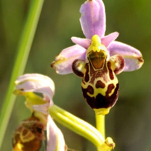 Ophrys scolopax Cav. (Ophrys bécasse)