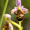  Patrick Ressayre - Ophrys scolopax Cav. [1793]