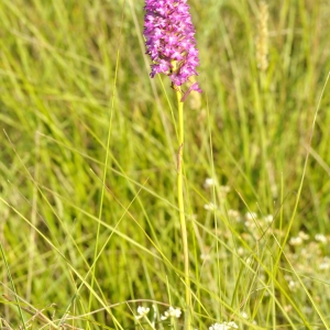 Photographie n°2339802 du taxon Anacamptis pyramidalis (L.) Rich.