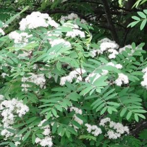 Photographie n°2339823 du taxon Sorbus aucuparia L. [1753]