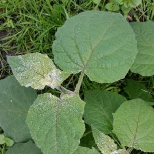 Photographie n°2339824 du taxon Physalis peruviana L. [1763]