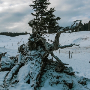 Photographie n°2339827 du taxon Abies alba Mill. [1768]