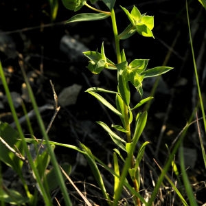 Photographie n°2339828 du taxon Euphorbia falcata L.