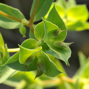 Photographie n°2339829 du taxon Euphorbia falcata L.