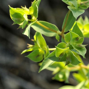 Photographie n°2339830 du taxon Euphorbia falcata L.