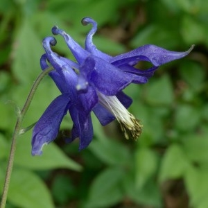 Photographie n°2339844 du taxon Aquilegia vulgaris L. [1753]