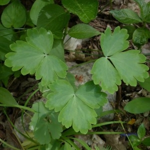 Photographie n°2339848 du taxon Aquilegia vulgaris L. [1753]