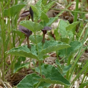 Photographie n°2339871 du taxon Aristolochia pistolochia L. [1753]