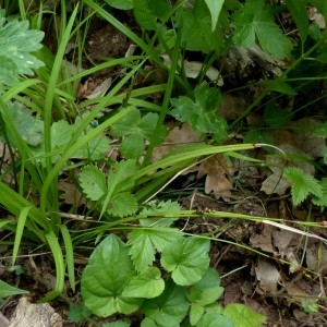 Photographie n°2339888 du taxon Carex digitata L. [1753]