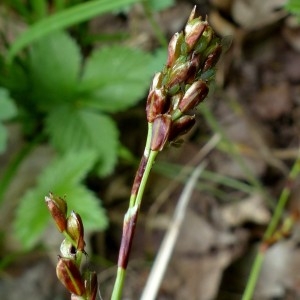 Photographie n°2339890 du taxon Carex digitata L. [1753]