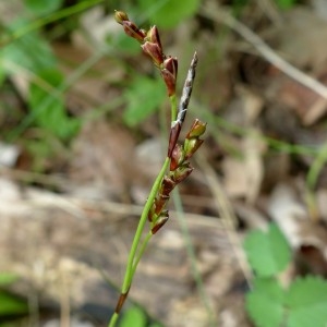 Photographie n°2339893 du taxon Carex digitata L. [1753]