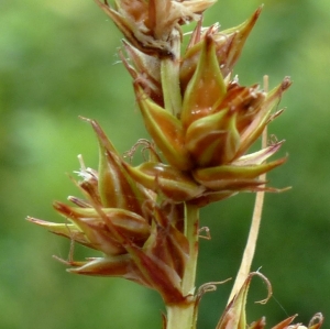 Jean-Claude Bouzat, le  9 juin 2019 (Lioux (les Teisonnières))